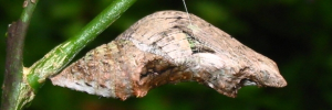 Pupae Side of Orchard Swallowtail - Papilio aegeus aegeus